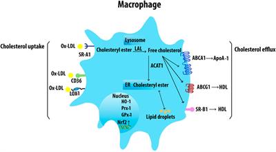 Roles of Macrophages in Atherogenesis